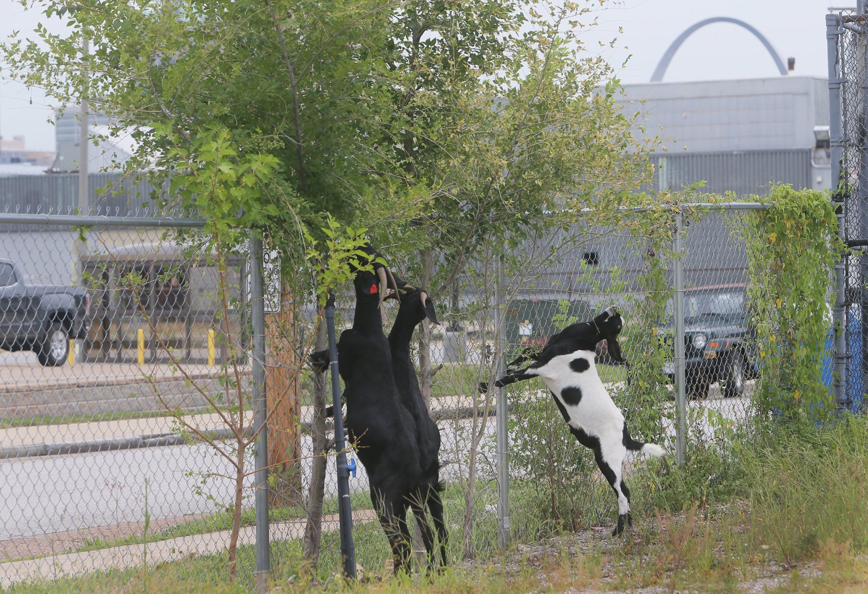 Goats make quick work of urban clearing